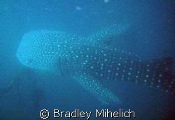 Whale sharks off the coast of okinawa. by Bradley Mihelich 